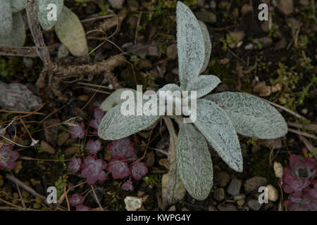 L'oreille d'une usine d'Agneau Stachys byzantina 'Silver Carpet' Banque D'Images