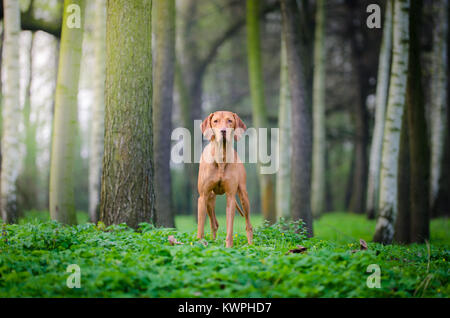 Portrait de chien lévrier hongrois dans le printemps ! Banque D'Images