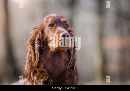 Setter Irlandais hound dog pointeur au printemps forrest Banque D'Images