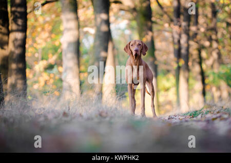 Le hongrois hound dog pointeur dans l'air extérieur forrest en automne temps Banque D'Images