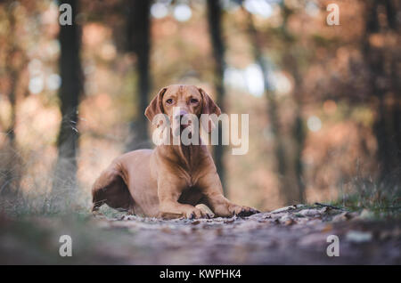 Le hongrois hound dog pointeur dans l'air extérieur forrest en automne temps Banque D'Images