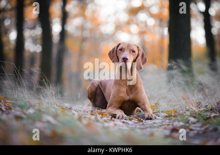 Le hongrois hound dog pointeur dans l'air extérieur forrest en automne temps Banque D'Images