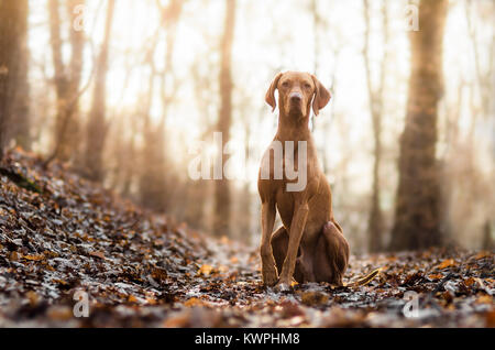 Hound Dog portrain hongrois au milieu de la forêt Banque D'Images