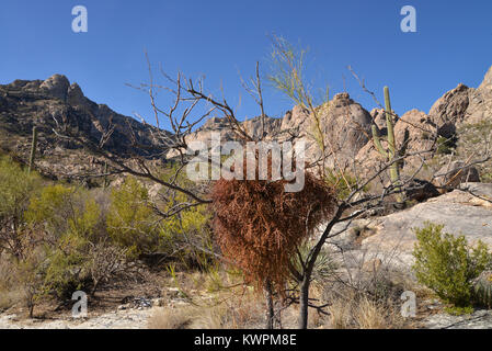 Mendoza, Coyote Canyon sauvage, montagnes, désert de Sonora, en Arizona, USA, Banque D'Images