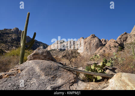 Mendoza, Coyote Canyon sauvage, montagnes, désert de Sonora, en Arizona, USA, Banque D'Images