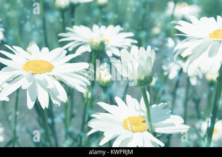 Fond teinté bleu avec marguerites libre. Banque D'Images