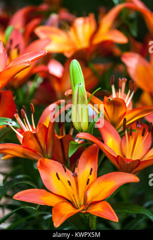 Lily, Lys, Lilium Fiamma Banque D'Images