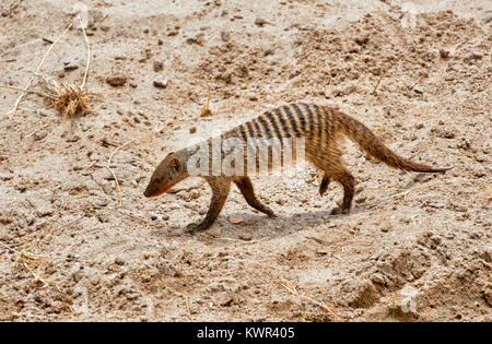 Mongoose, bagués Mungos mungo, Serengeti National Park, Tanzania, Africa Banque D'Images