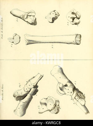 La planche IV de *recherches sur les ossemens fossiles de quadrupèdes* illustre les restes fossilisés de quadrupèdes, contribuant à la compréhension des espèces anciennes de mammifères et de leur histoire évolutive. Banque D'Images
