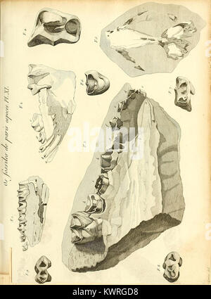 Cette plaque tirée de *recherches sur les ossemens fossiles de quadrupèdes* illustre des restes fossilisés de quadrupèdes, offrant de précieuses informations sur la vie préhistorique des mammifères et l'évolution des animaux terrestres primitifs. Banque D'Images