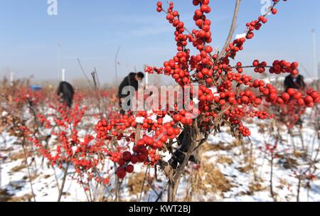 Linyi. 5Th Jan, 2018. Photo prise le 5 janvier 2018 montre Ilex verticillata fleurs à Yinan County de Linyi City, Shandong Province de Chine orientale. L'Ilex verticillata, une espèce de houx indigène de l'Est de l'Amérique du Nord, a été introduit à la ferme de la Hollande en 2012. Crédit : Du Yubao/Xinhua/Alamy Live News Banque D'Images