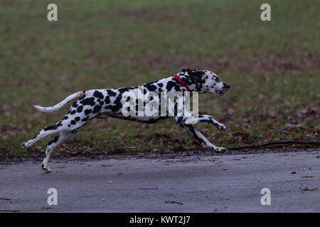 Northampton, Royaume-Uni Météo. 6 janvier 2018. Abington park ce matin, un gris froid pour la journée, ne ralentissant ce Dalmation ayant une bonne course autour. Credit : Keith J Smith./Alamy Live News Banque D'Images