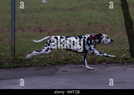 Northampton, Royaume-Uni Météo. 6 janvier 2018. Abington park ce matin, un gris froid pour la journée, ne ralentissant ce Dalmation ayant une bonne course autour. Credit : Keith J Smith./Alamy Live News Banque D'Images