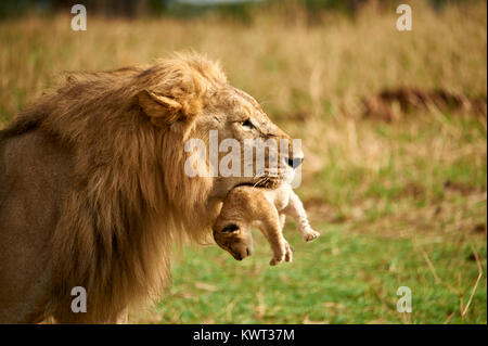 Lion mâle portant l'une de ses cubes - (occurrence rare) Banque D'Images