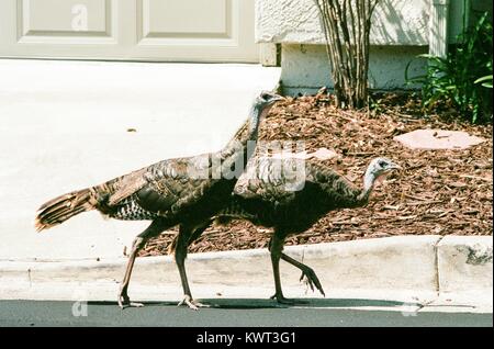 Close-up of two le dindon sauvage (Meleagris gallopavo) en passant devant le garage d'une maison de banlieue dans la région de la baie de San Francisco la ville de San Ramon, Californie, le 7 août 2017. Immobilier dans la vallée de San Ramon a eu lieu si rapidement que les maisons empiètent souvent sur les anciennes aires de la faune, et les observations de dindes, les coyotes et les autres animaux sauvages sont communs. Banque D'Images