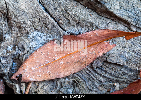 Close-up image d'une feuille avec du givre sur un arbre tunk. Banque D'Images