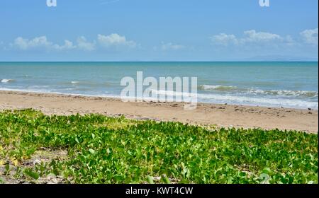 L'Ipomoea pes-caprae, également connu sous le bayhops beach, gloire du matin ou de chèvre, poussant sur pied Bagal plage près de Townsville, Queensland, Australie Banque D'Images