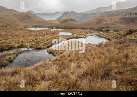 La très haute altitude, basse température, et de hauts niveaux de précipitations dans le Parc National de Cajas de favoriser un écosystème unique avec de nombreux spec Banque D'Images