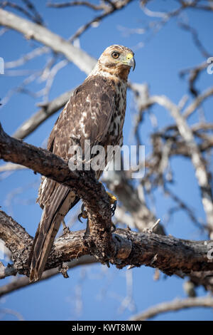 Îles Galápagos (Buteo galapagoensis) dans un arbre. Île de Rabida, Galapagos. Banque D'Images