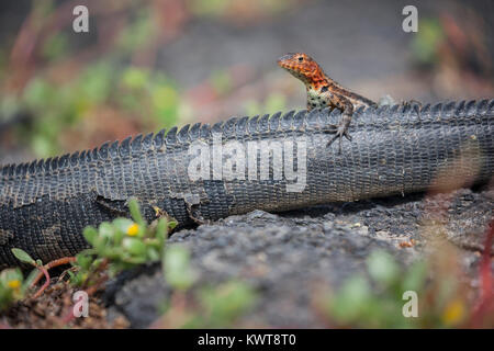 Une femme lave Galapagos lézard (Microlophus albemarlensis) perché au sommet d'un iguane marin des Galapagos (Amblyrhynchus cristatus la queue albemarlensis). Banque D'Images