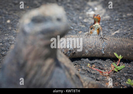 Une femme lave Galapagos lézard (Microlophus albemarlensis) perché au sommet d'un iguane marin des Galapagos (Amblyrhynchus cristatus la queue albemarlensis). Banque D'Images