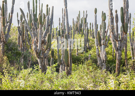 Les cactus candélabres (Jasminocereus thouarsii) sur l'île d'Isabela (Galapagos). Banque D'Images