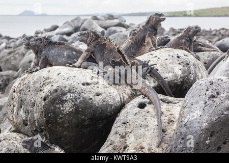 Un groupe d'iguanes marins se prélasser sur les rochers de basalte au bord de l'océan. Banque D'Images