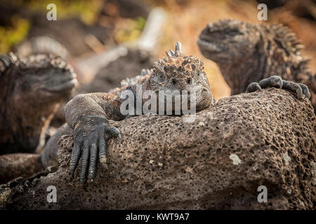 Iguane marin des Galápagos au repos (Amblyrhynchus cristatus mertensi). Banque D'Images