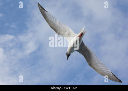 Swallow-tailed Gull (Creagrus furcatus) en vol. Cette espèce est nocturne. L'île de San Cristobal, Galapagos. Banque D'Images