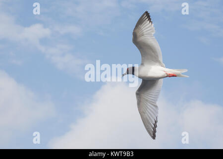 Swallow-tailed Gull (Creagrus furcatus) en vol. Cette espèce est nocturne. L'île de San Cristobal, Galapagos. Banque D'Images