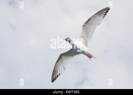 Swallow-tailed Gull (Creagrus furcatus) en vol. Cette espèce est nocturne. L'île de San Cristobal, Galapagos. Banque D'Images