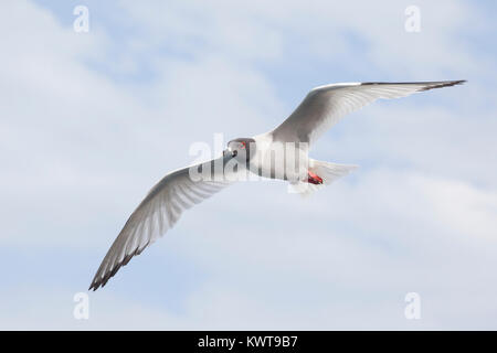 Swallow-tailed Gull (Creagrus furcatus) en vol. Cette espèce est nocturne. L'île de San Cristobal, Galapagos. Banque D'Images