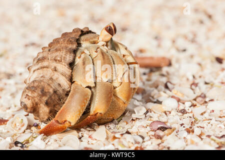 L'ermite du Pacifique (Coenobita compressus) Promenade à pied dans le sable. L'île de San Cristobal, Galapagos. Banque D'Images