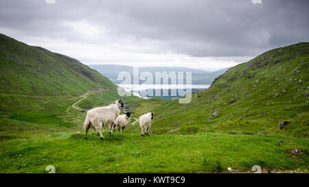 Une famille de moutons à côté du barrage de Cruachan et power station sur la montagne Ben Cruachan dans les Highlands d'Ecosse. Banque D'Images