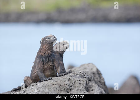 Paire de Galapagos iguanes marins (Amblyrhynchus cristatus mertensi) sur la côte. Banque D'Images