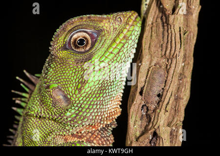 Close up d'un lézard en bois Amazon (Enyalioides laticeps) pendant la nuit. Rio Napo, en Équateur. Banque D'Images