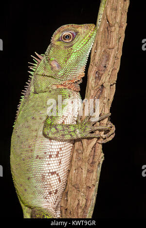 Lézard bois Amazon (Enyalioides laticeps) pendant la nuit. Rio Napo, en Équateur. Banque D'Images