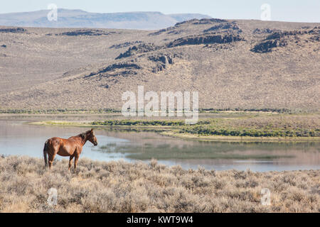 Cheval sauvage (Equus ferus caballus) dans la région de Sheldon National Wildlife Refuge. Le Nevada, USA. Banque D'Images