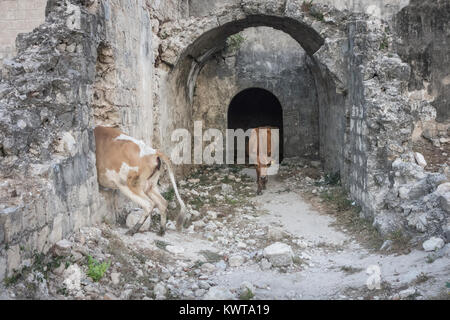 Deux vaches se promener dans les ruines de la Fort de Jaffna au Sri Lanka. Banque D'Images