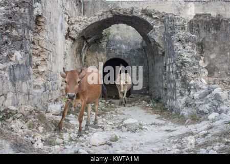 Deux vaches se promener dans les ruines de la Fort de Jaffna au Sri Lanka. Banque D'Images