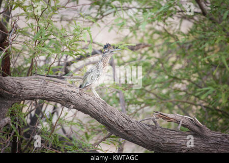 Une plus grande (Geococcyx californianus) roadrunner avec bouche ouverte dans Anza-Borrego Desert State Park, Californie, USA. Banque D'Images