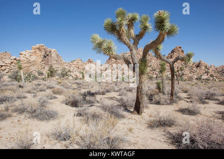 Joshua tree (Yucca brevifolia) dans la région de Joshua Tree National Park, Californie, USA. Banque D'Images