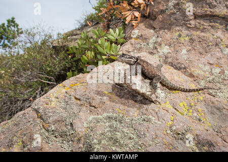 Lézard épineux de montagne (Sceloporus jarrovii) sur un rocher. Banque D'Images