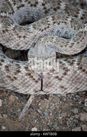 L'ouest crotale enroulé diamondback (Crotalus atrox), l'extension de sa langue fourchue. Banque D'Images