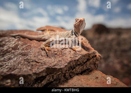 Agriculture - Grand Bassin (Crotaphytus bicinctores), perché sur un rocher. Banque D'Images