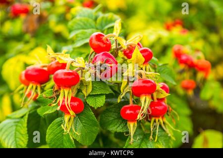 Bouquet de rose rouge rose les hanches dans un cluster. Banque D'Images