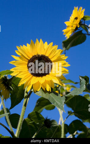 L'Helianthus annuus. Multi géant dirigé le tournesol. Banque D'Images