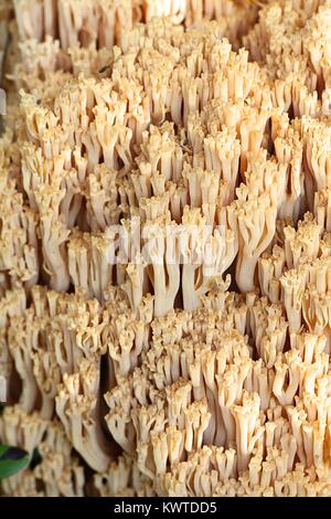 Ramaria boreimaxima, un champignon de corail sauvage de Finlande sans nom anglais commun Banque D'Images