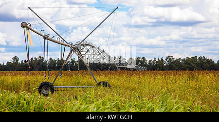 Champ de maïs dans l'outback à Dubbo Australie Banque D'Images