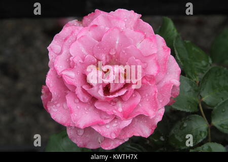 Rose rose avec des gouttes de pluie Banque D'Images